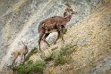 037 Alaska Highway, steen schapen